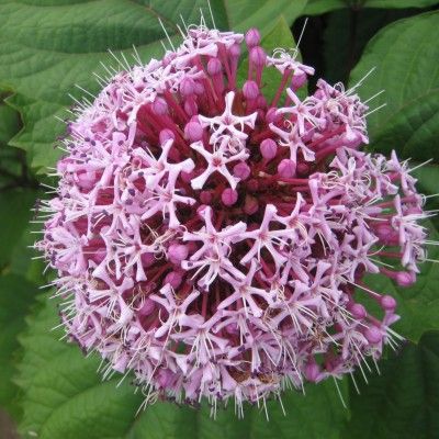 Clerodendron de Bunge - Leaderplant