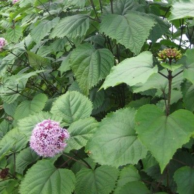 Clerodendron de Bunge - Leaderplant