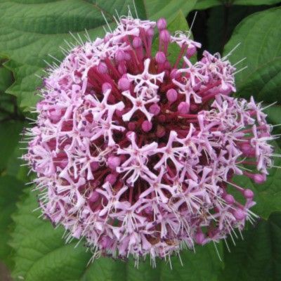 KIT arbustes à floraison rose - Leaderplant