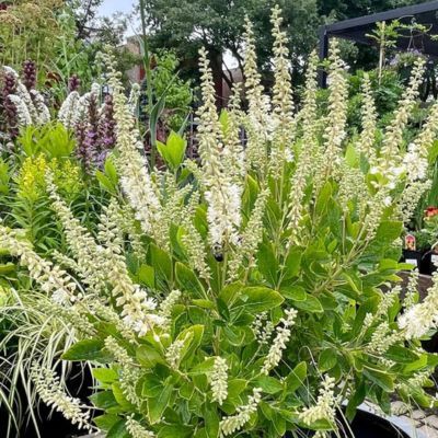 Clethra alnifolia Hummingbird  - Leaderplant