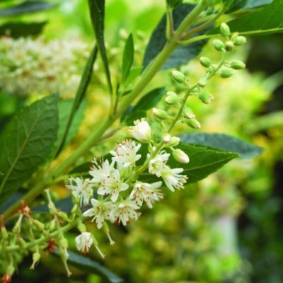 Clethra alnifolia Hummingbird  - Leaderplant