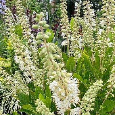 Clethra alnifolia Hummingbird  - Leaderplant