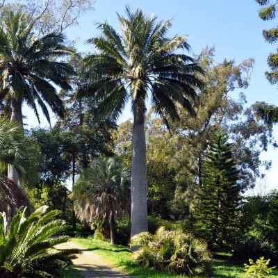 Cocotier du Chili - Leaderplant