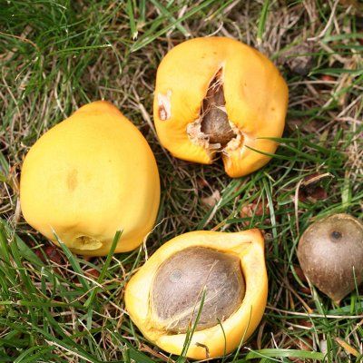 Cocotier du Chili - Leaderplant