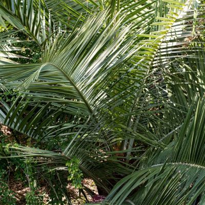 Cocotier du Chili - Leaderplant