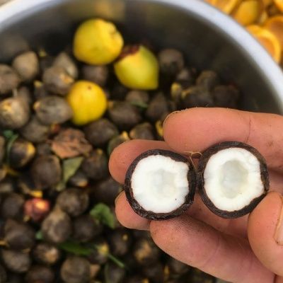 Cocotier du Chili - Leaderplant