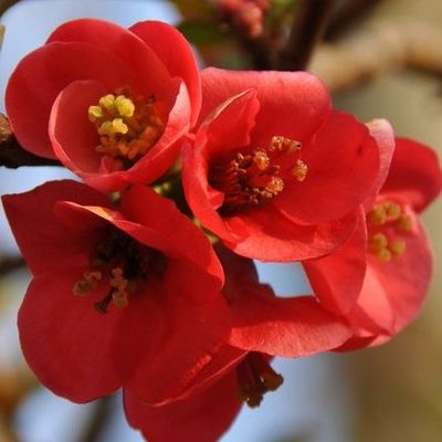 Cognassier du Japon Umbilicata - Leaderplant