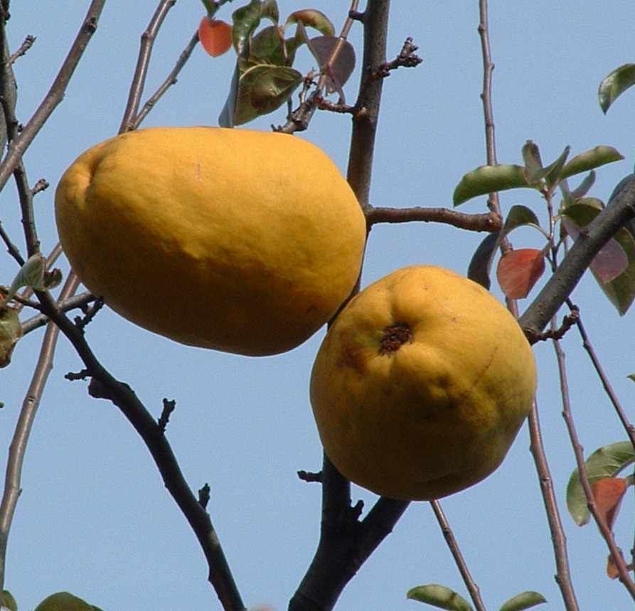 Cognassier de Chine - Leaderplant