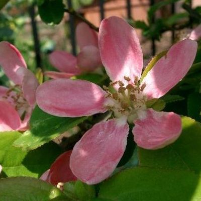 Cognassier de Chine - Leaderplant