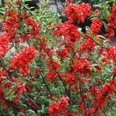 Cognassier du Japon Crimson and Gold - Leaderplant