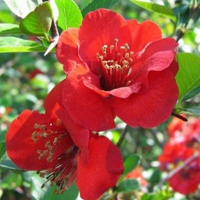 Cognassier du Japon Crimson and Gold - Leaderplant