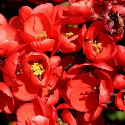 Cognassier du Japon Umbilicata - Leaderplant