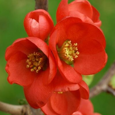 Cognassier du Japon Umbilicata - Leaderplant