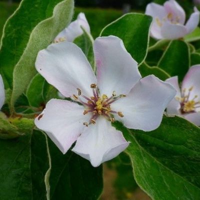 Cognassier de Cydonie Robusta ® - Leaderplant