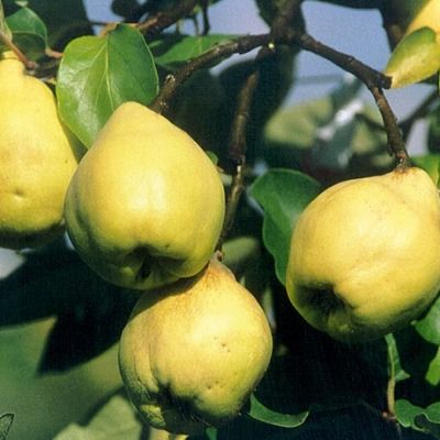 Cognassier de Cydonie Robusta ® - Leaderplant