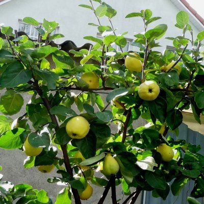 Cognassier de Cydonie Robusta ® - Leaderplant