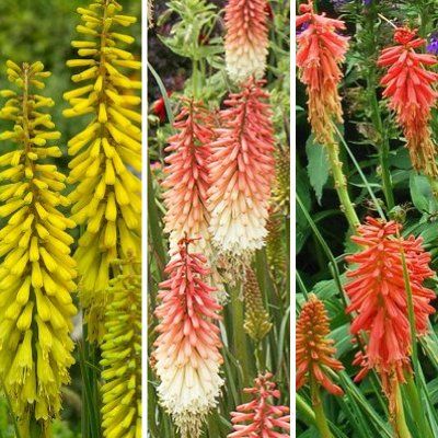 Collection Kniphofias nains Popsicle ® - Leaderplant