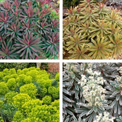 Collection de 4 Euphorbes - Leaderplant