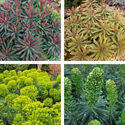 Collection de 4 Euphorbes - Leaderplant