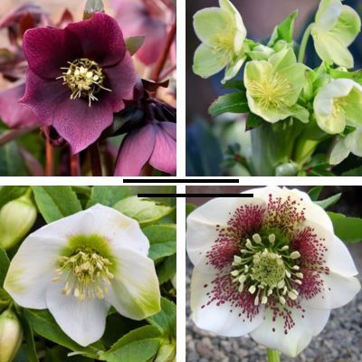 Collection de 4 Hellébores - Leaderplant
