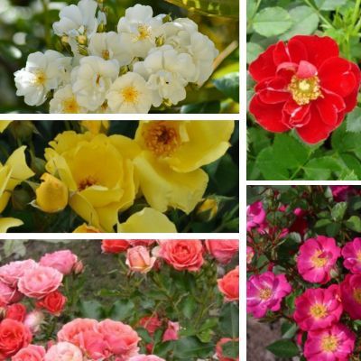 Collection 5 Rosiers paysagers - Leaderplant