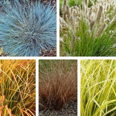 Collection de 15 Graminées - 5 variétés - Leaderplant