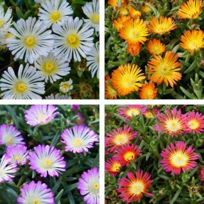 Collection de Delospermas - Leaderplant