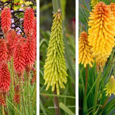 Collection Kniphofias nains  - Leaderplant