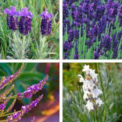 Collection de Lavandes variées - Leaderplant
