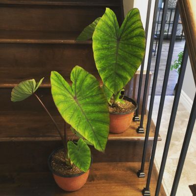 Colocasia Blue Hawaii ® - Oreille d'Éléphant - Leaderplant