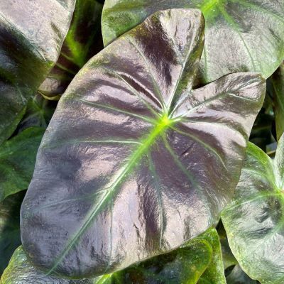 Colocasia Royal Hawaiian Aloha ® - Oreille d'éléphant - Leaderplant