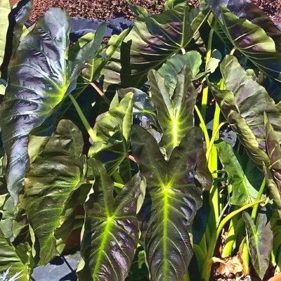 Colocasia Royal Hawaiian Aloha ® - Oreille d'éléphant - Leaderplant