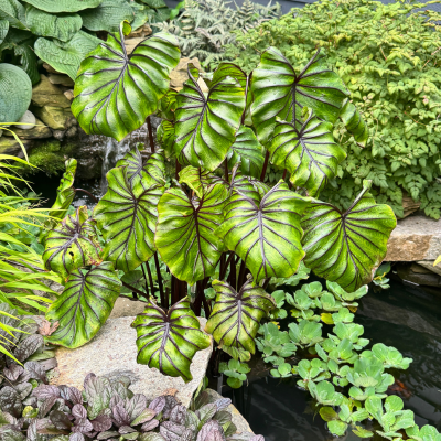 Colocasia Pharaoh's Mask ® - Oreille d'Éléphant - Leaderplant
