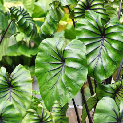 Colocasia Pharaoh's Mask ® - Oreille d'Éléphant - Leaderplant