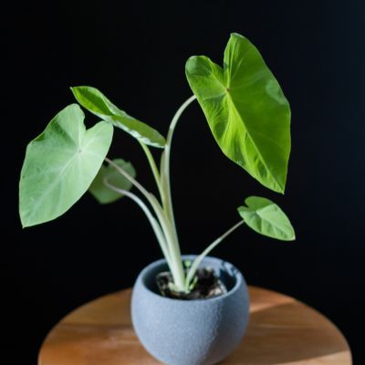 Colocasia à Oeil rouge Red Eyed Gecko ® - Leaderplant