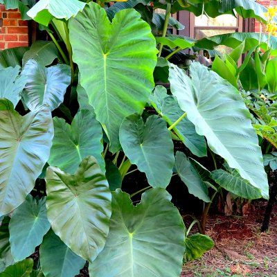 Colocasia Jack's Giant - Leaderplant
