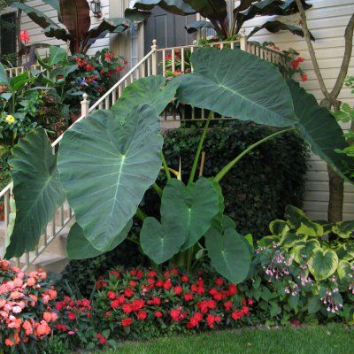 Colocasia Jack's Giant - Leaderplant