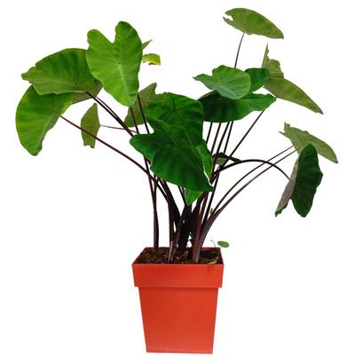 Colocasia Metallica / Oreille d'éléphant - Leaderplant