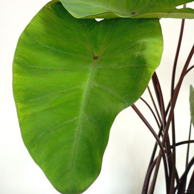 Colocasia Metallica / Oreille d'éléphant - Leaderplant