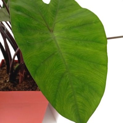 Colocasia Metallica / Oreille d'éléphant - Leaderplant