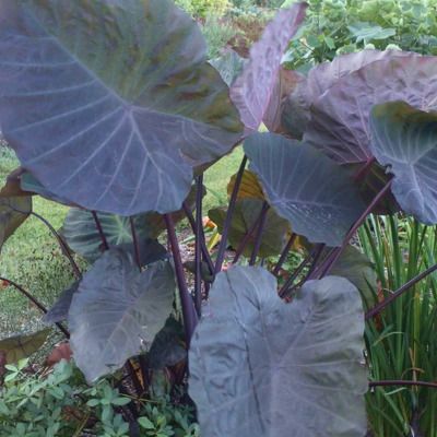 Colocasia Noble Gigante ® - Oreille d'éléphant - Leaderplant