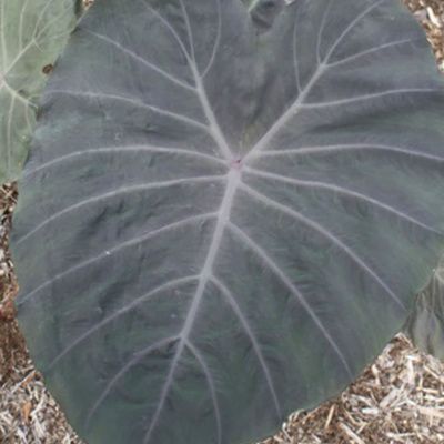 Colocasia Noble Gigante ® - Oreille d'éléphant - Leaderplant