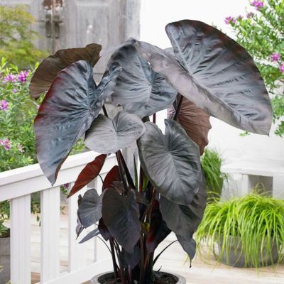 Colocasia Noble Gigante ® - Oreille d'éléphant - Leaderplant