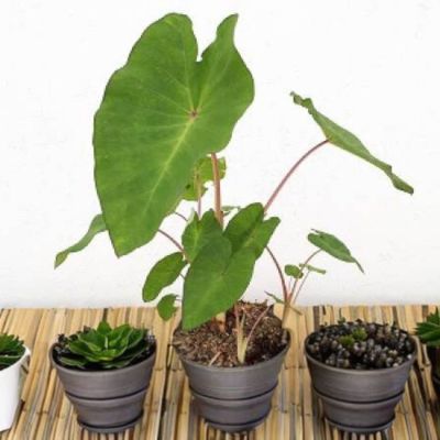 Colocasia Pink China - Leaderplant