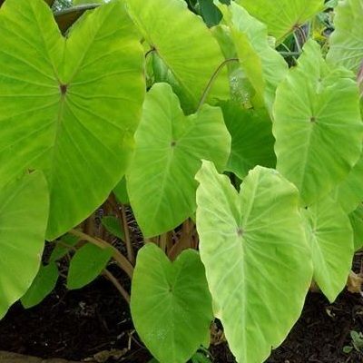 Colocasia à Oeil rouge Red Eyed Gecko ® - Leaderplant