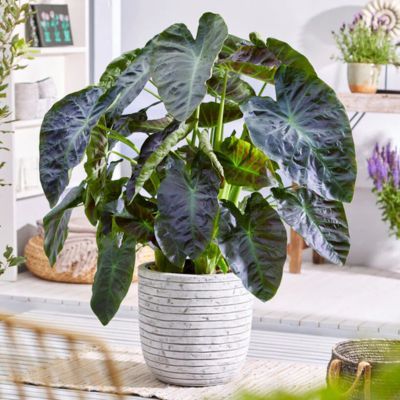 Colocasia Royal Hawaiian Aloha ® - Oreille d'éléphant - Leaderplant