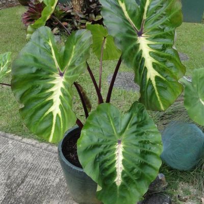 Colocasia White Lava ® - Oreille d'éléphant - Leaderplant
