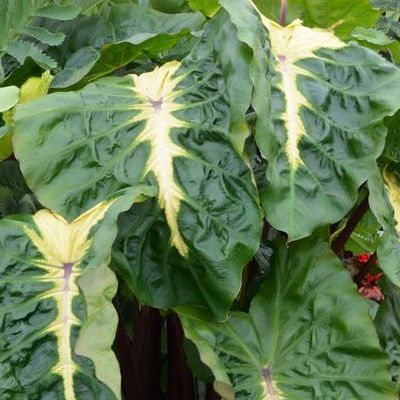 Colocasia White Lava ® - Oreille d'éléphant - Leaderplant