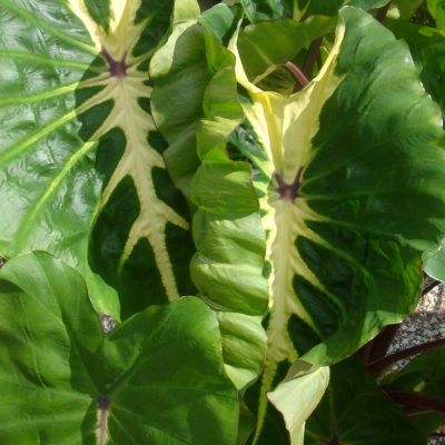Colocasia White Lava ® - Oreille d'éléphant - Leaderplant
