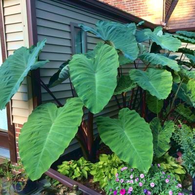 Colocasia Metallica / Oreille d'éléphant - Leaderplant